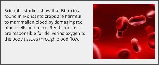 Scientific studies show that Bt toxins found in Monsanto crops are harmful to mammalian blood by damaging red blood cells and more. Red blood cells are responsible for delivering oxygen to the body tissues through blood flow.